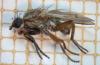 Pherbellia cinerella
